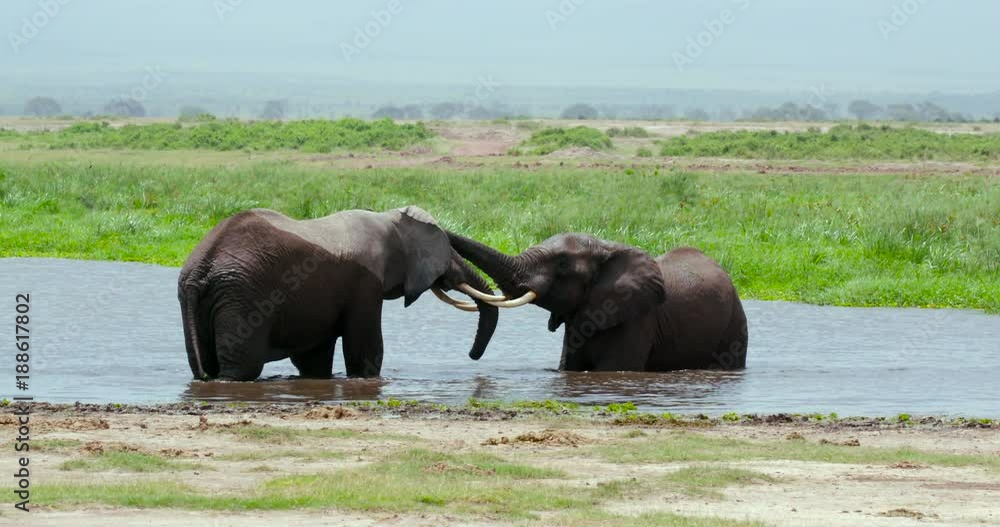 Two African Elephants Sparring In Water; Amboseli Day 2; Amboseli, Kenya, Africa Two African Elephants Sparring In Water; Amboseli Day 2; Amboseli, Kenya, Africa