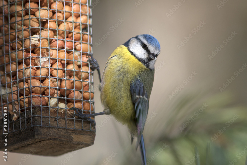 Fototapeta premium Blue tit bird on bird feeder 