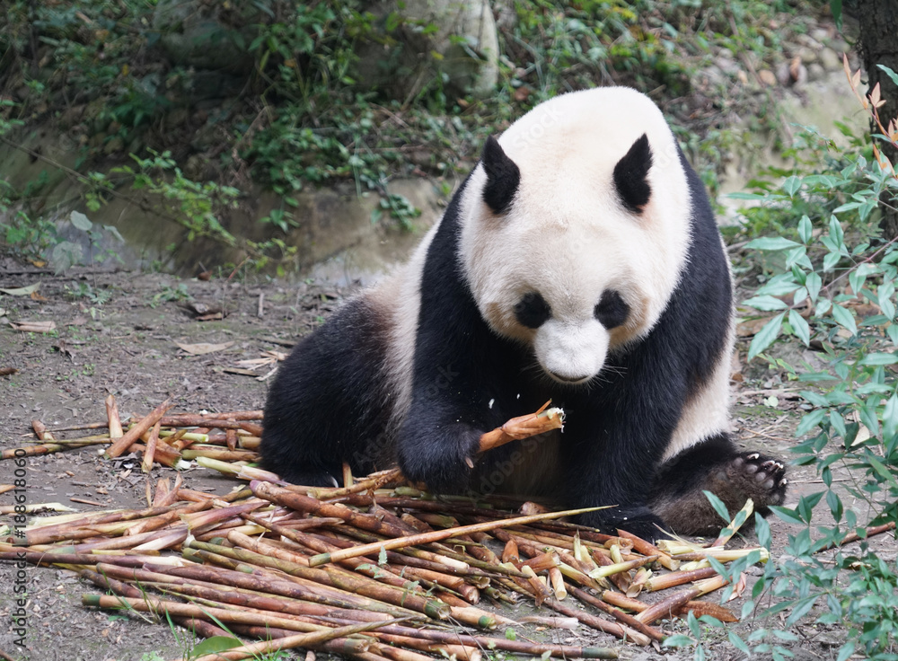 Fototapeta premium Giant panda eating bamboo shoot in the zoo