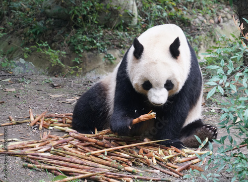 Fototapeta Naklejka Na Ścianę i Meble -  Giant panda eating bamboo shoot in the zoo