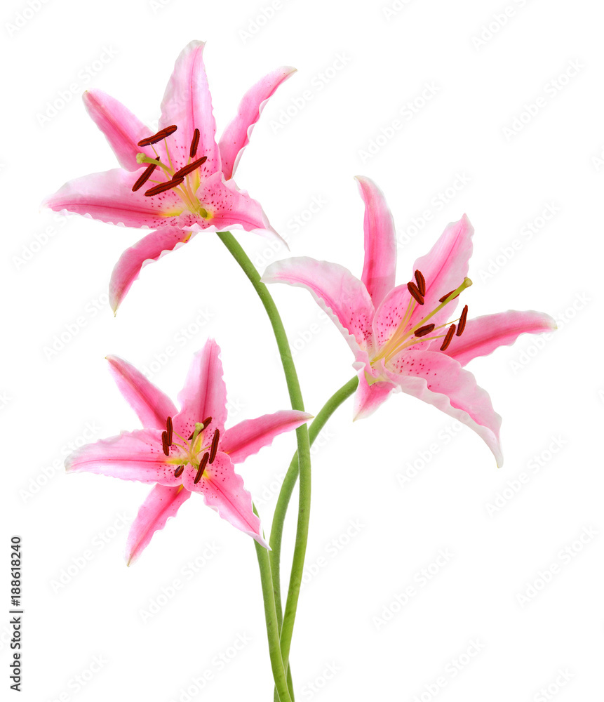 Naklejka premium Three pink lily flowers. Isolated on white background