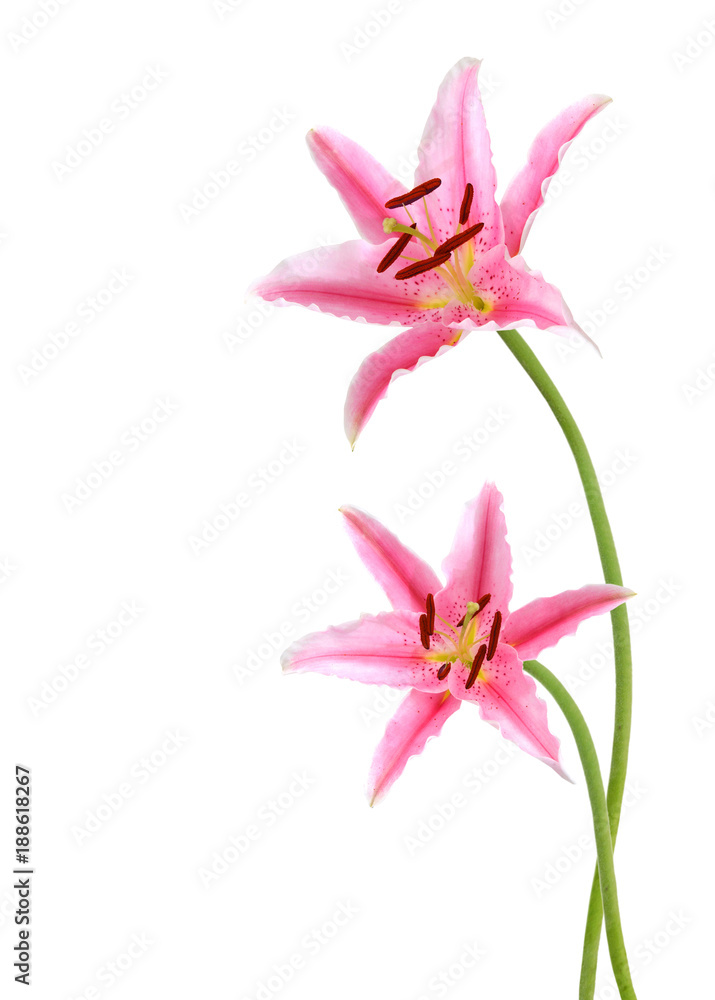 Fototapeta premium Two pink lily flowers. Isolated on white background