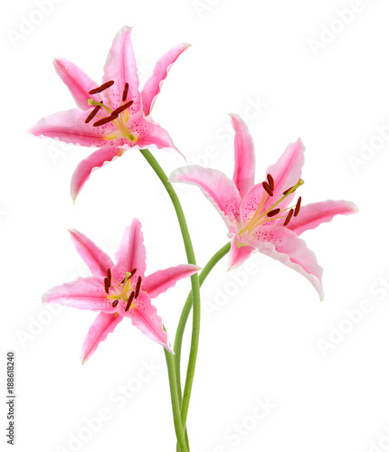 Three pink lily flowers. Isolated on white background