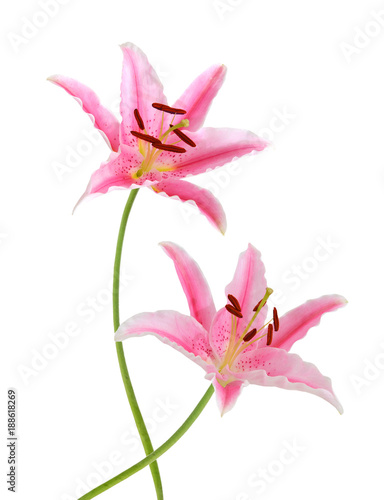 Two pink lily flowers. Isolated on white background