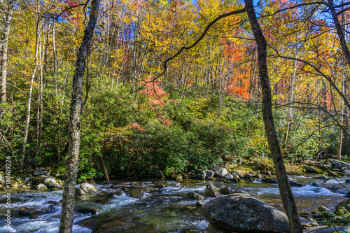 Fototapeta Naklejka Na Ścianę i Meble -  Great Smoky Mountains National Park Fall folilage