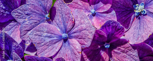 purple flowers close up macro