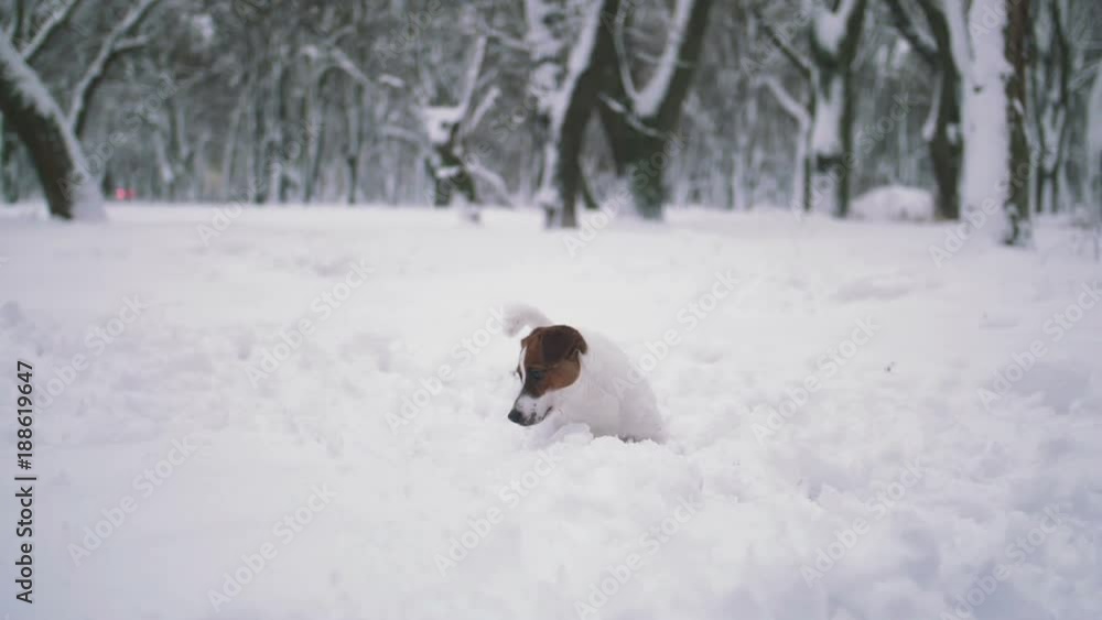 Jack Russell terrier dog playing in snow Jack Russell terrier dog playing in snow