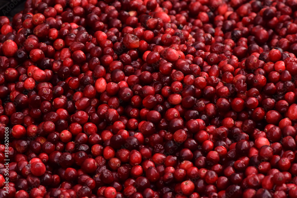 Cranberries in a Pile Closeup Abstract Texture Background Cranberries in a Pile Closeup Abstract Texture Background