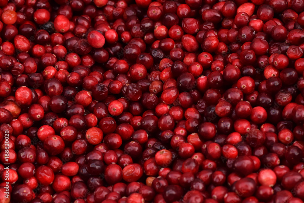 Cranberries in a Pile Closeup Abstract Texture Background Cranberries in a Pile Closeup Abstract Texture Background