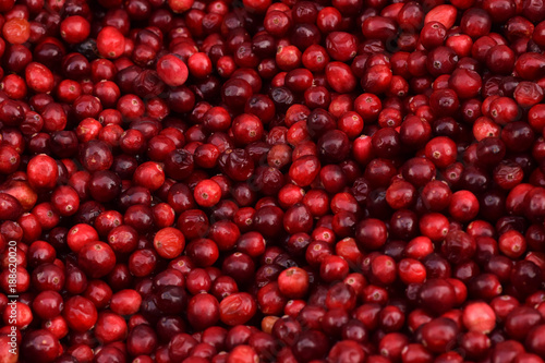 Cranberries in a Pile Closeup Abstract Texture Background
