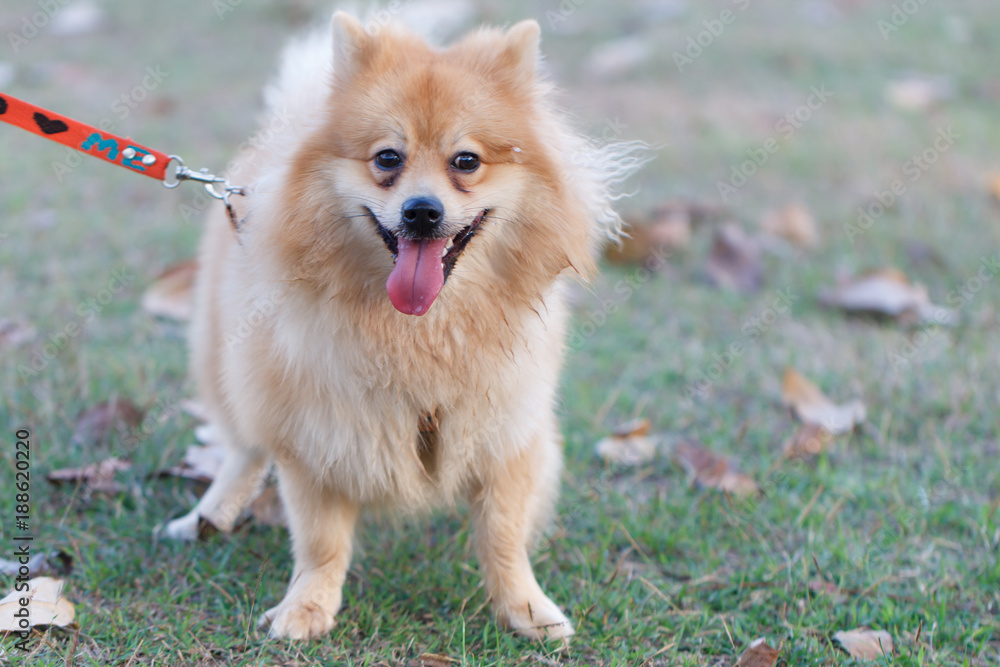 Cute dog sitting on grass field Cute dog sitting on grass field