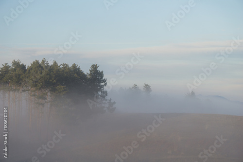 Fog engulfed pine forest atop a hill in the Romanian countryside