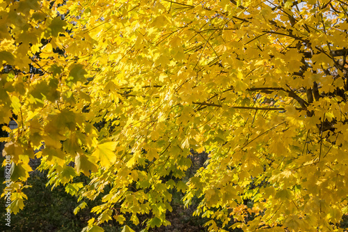 Maple Tree with Yellow Leaves in Fall 2