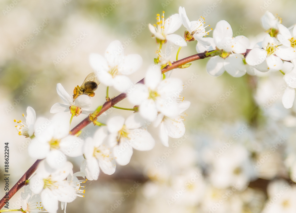White cherry flowers on a blue sky, Honey bee flying - Spring abstract scenes. White cherry flowers on a blue sky, Honey bee flying - Spring abstract scenes.
