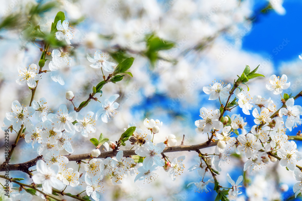 Honey bee flying on Cherry Blossom in spring with Soft focus, Sakura season- Spring abstract scenes. Honey bee flying on Cherry Blossom in spring with Soft focus, Sakura season- Spring abstract scenes.