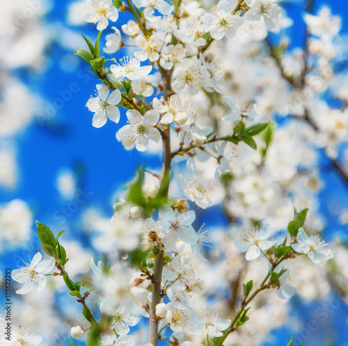 Spring Cherry Blossom Honey bee flying on blooming flowers. © Emoji Smileys People