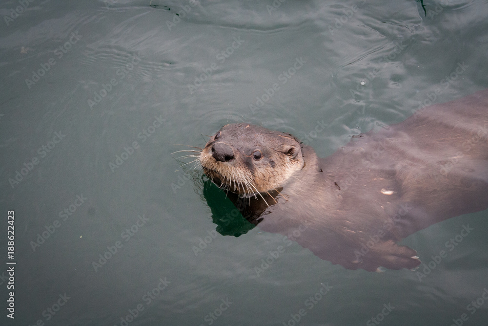Obraz premium Otter swimming in the ocean