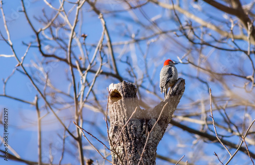 Woodpecker