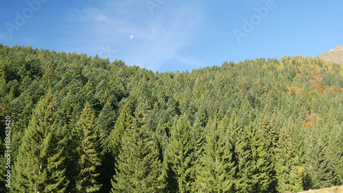 Foresta di conifere in Valle Brembana