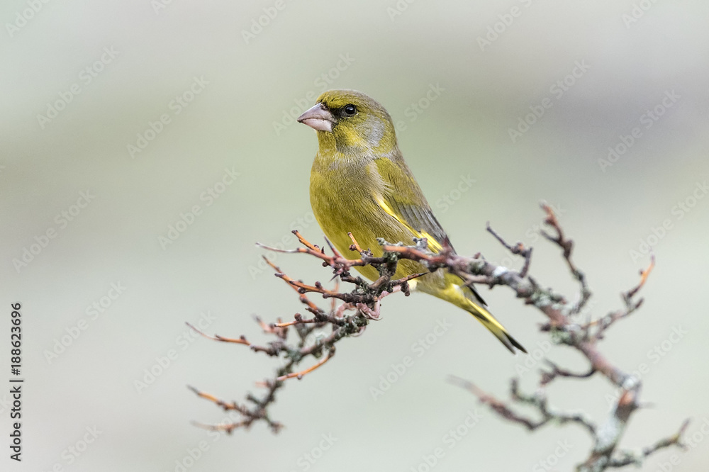 Chloris chloris european greenfinch