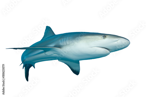 Shark isolated white background