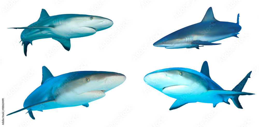 Fototapeta premium Caribbean Reef Sharks isolated on white background