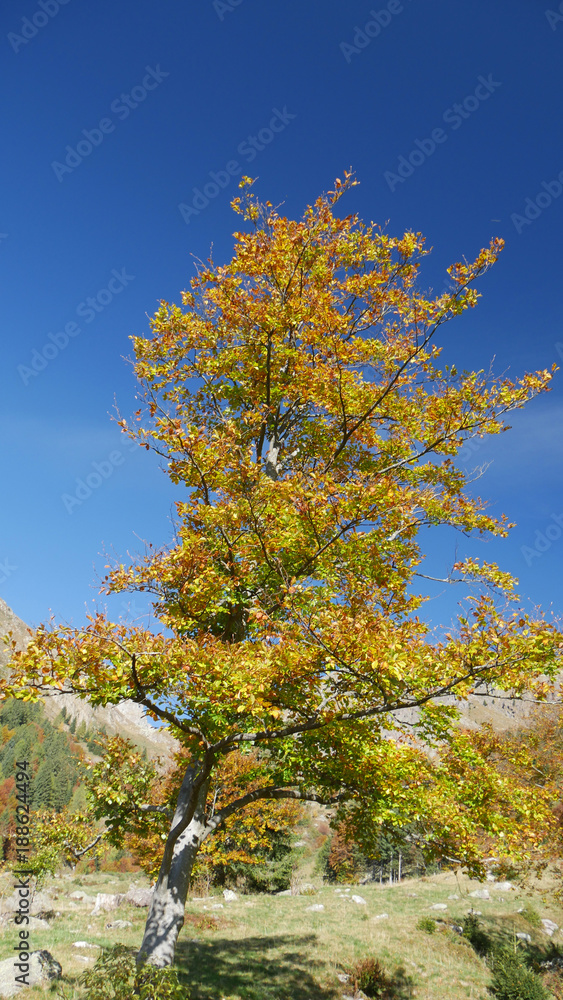 Naklejka premium Alberi in autunno