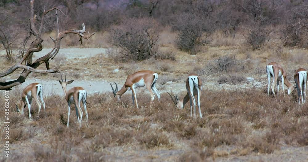 Grant'S Gazelles Grazing; Samburu 13 October 16; Samburu, Kenya, Africa Grant'S Gazelles Grazing; Samburu 13 October 16; Samburu, Kenya, Africa