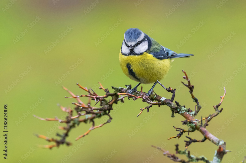 Cyanistes caeruleus cyanistes,