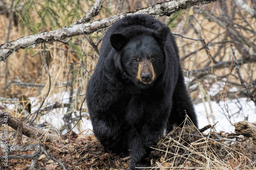 Canvastavla Roaming Black Bear