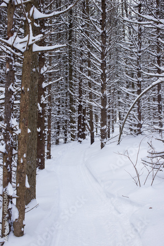 Sentier de vélo d'hiver en forêt