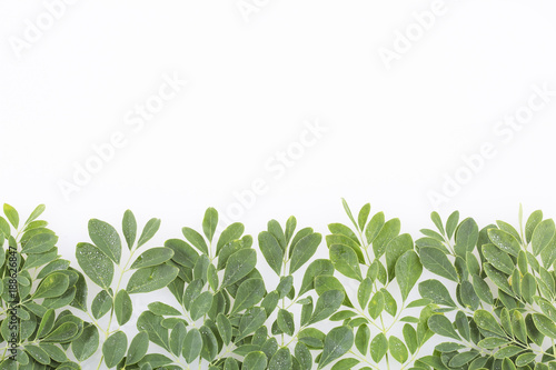 Wallpaper Mural Fresh moringa leaves - Moringa oleifera Torontodigital.ca