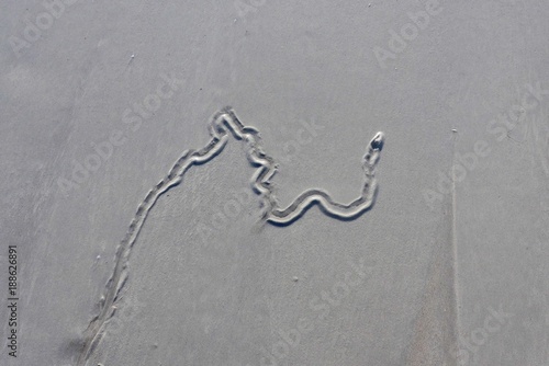 Snake Track at Cable Beach, Broome, Australia