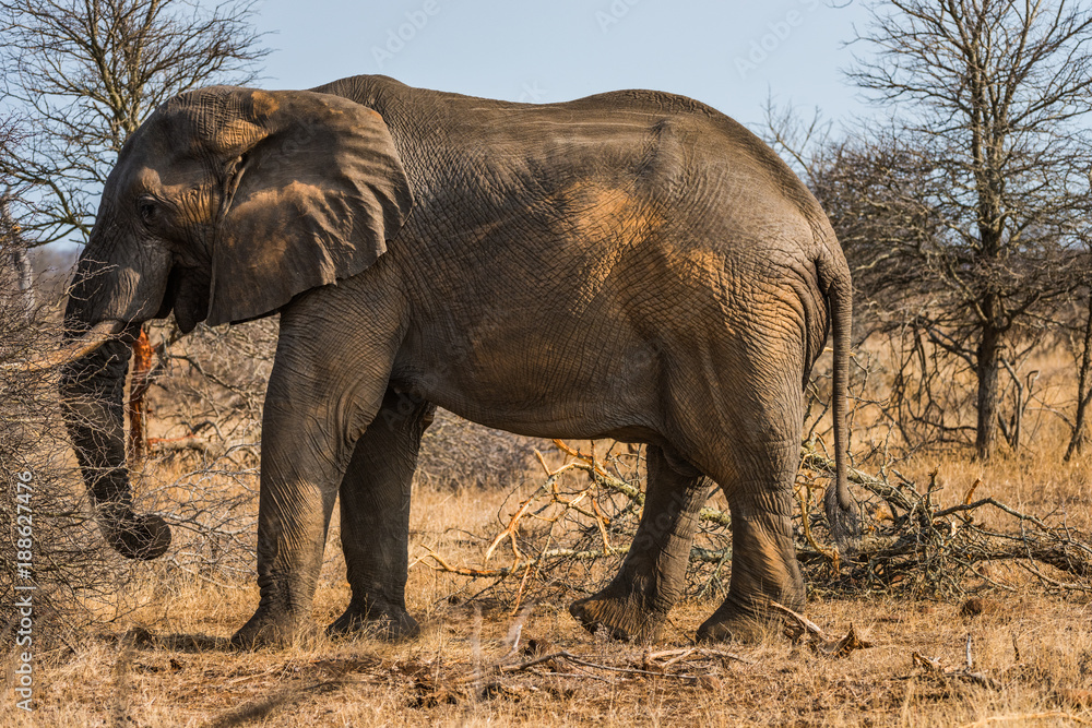 Obraz premium Elephant grazing in bush