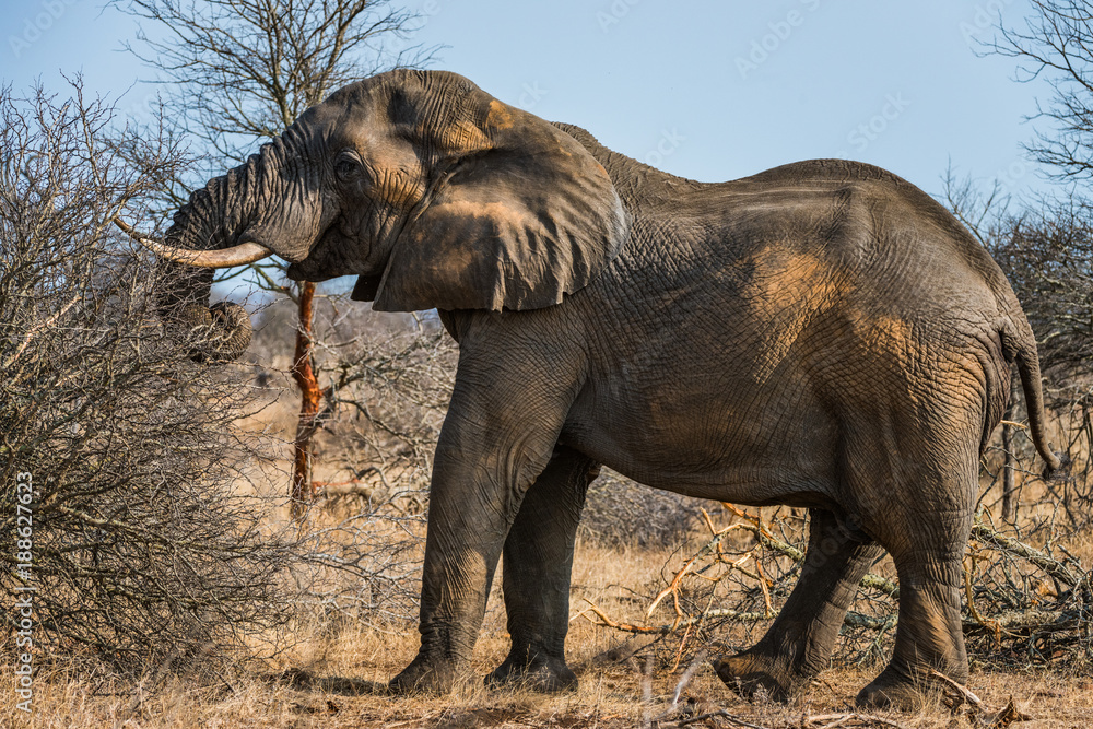 Fototapeta premium Elephant grazing in bush