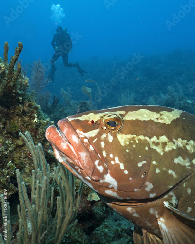 Nassau Grouper in Queen's Gardens, Cuba photo