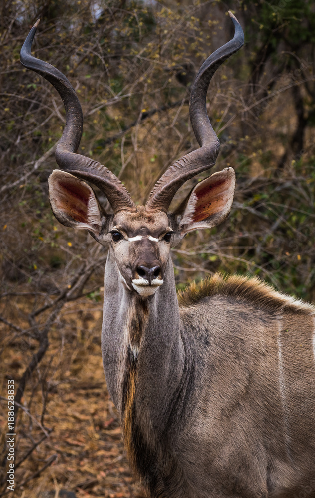 kudu portrait