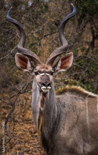 kudu portrait