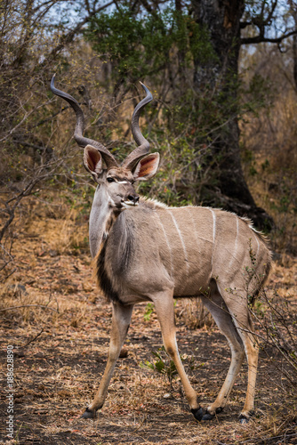Kudu in African bush