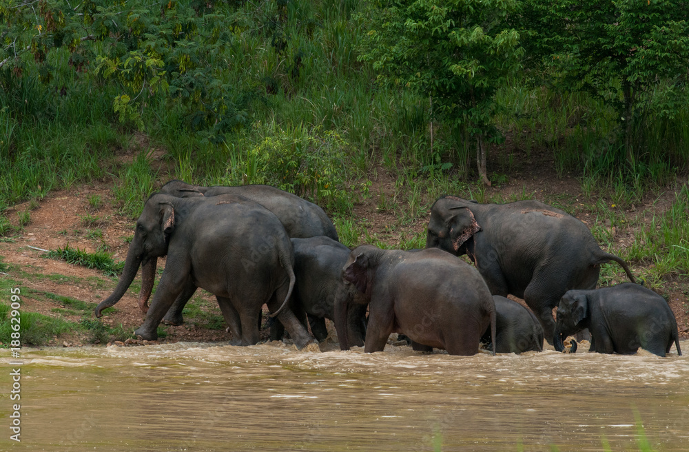 Wild elephants enjoy the water