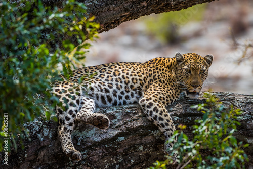 Leopard lying on tree branch © Hans