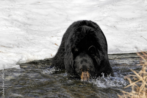 Black Bear In A Creek