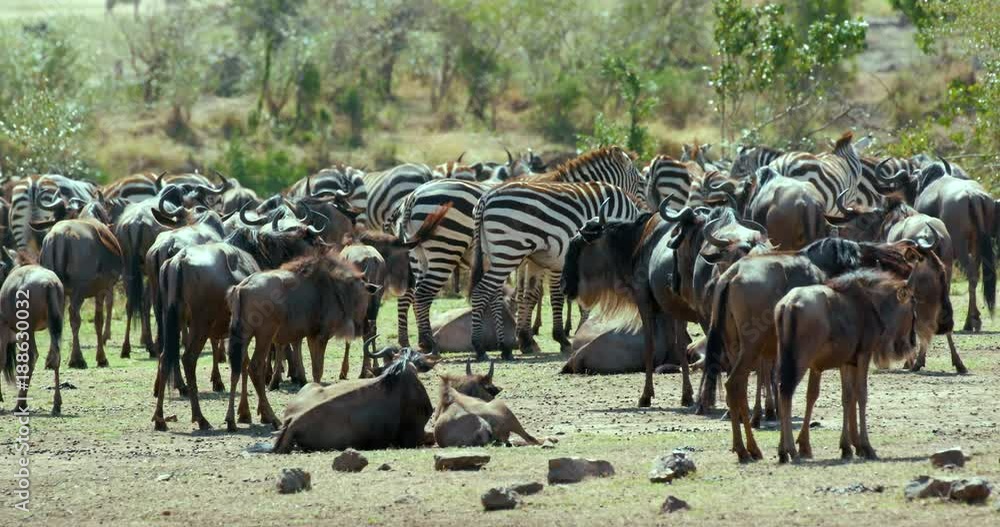 Blue Wildebeest & Burchell'S Zebra; Masai Mara 9th September 16 Am; Maasai Mara, Kenya, Africa Blue Wildebeest & Burchell'S Zebra; Masai Mara 9th September 16 Am; Maasai Mara, Kenya, Africa