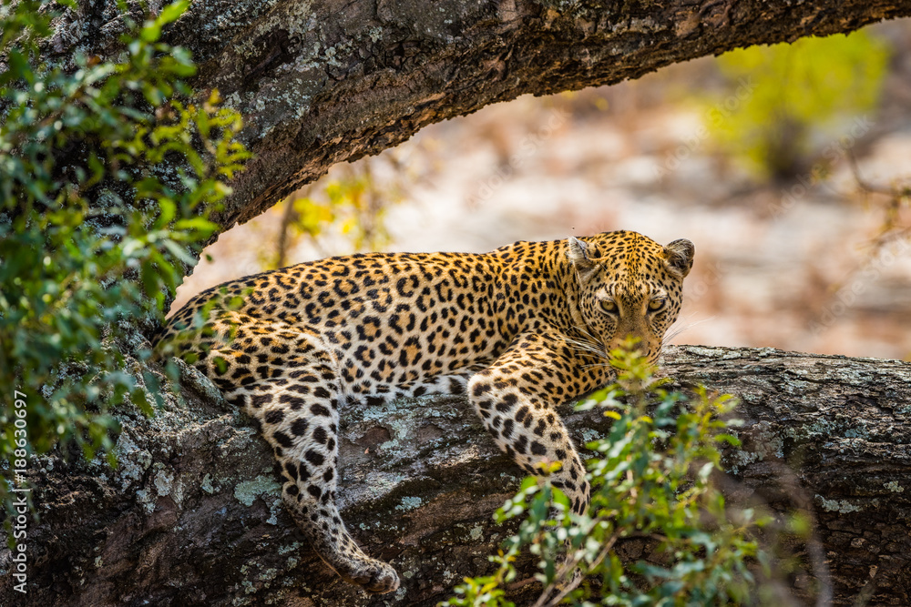 Obraz premium leopard lying on tree branch