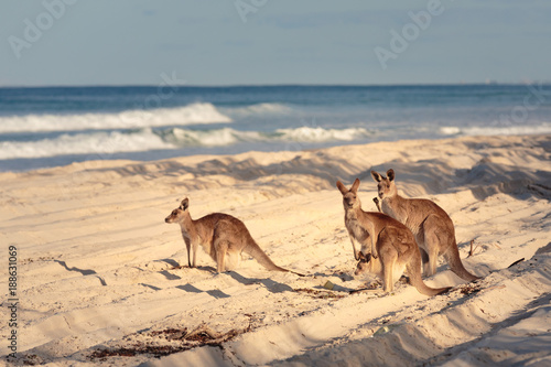 Kangaroos on the beach