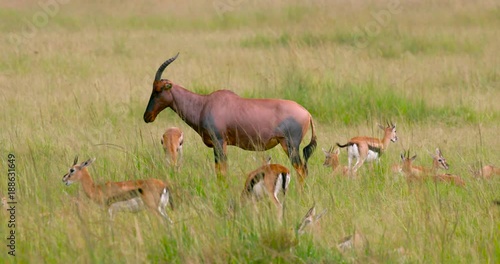 Topi & Thomson'S Gazelles; Maasai Mara Day 3; Maasai Mara, Kenya, Africa photo