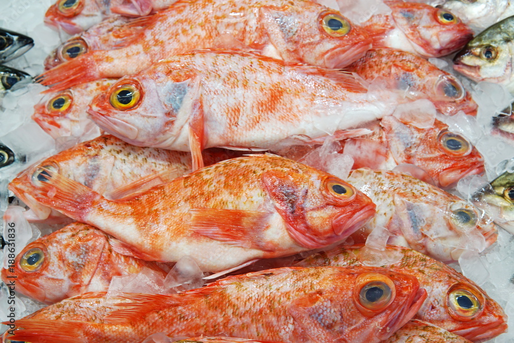 Image of Bigeye ocean perch on display at supermarket. Fresh whole bigeye ocean perch in selective focus with fish scale. Image of Bigeye ocean perch on display at supermarket. Fresh whole bigeye ocean perch in selective focus with fish scale.