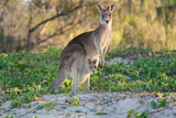 Kangaroo and joey on the beach