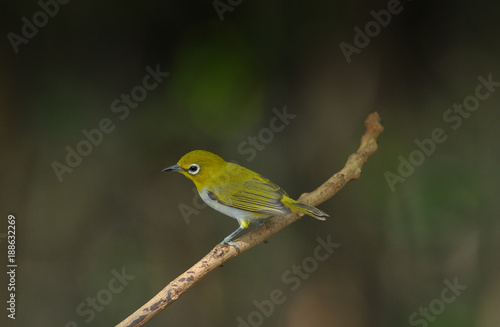 Oriental White-eye, Yellow lovely bird