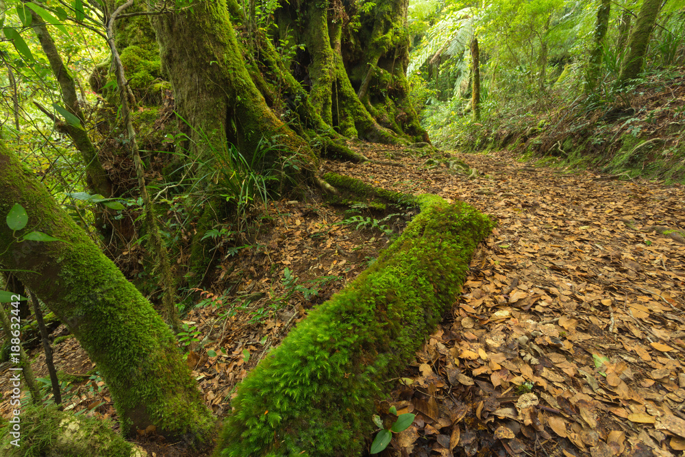 Obraz premium In the Australian rainforest